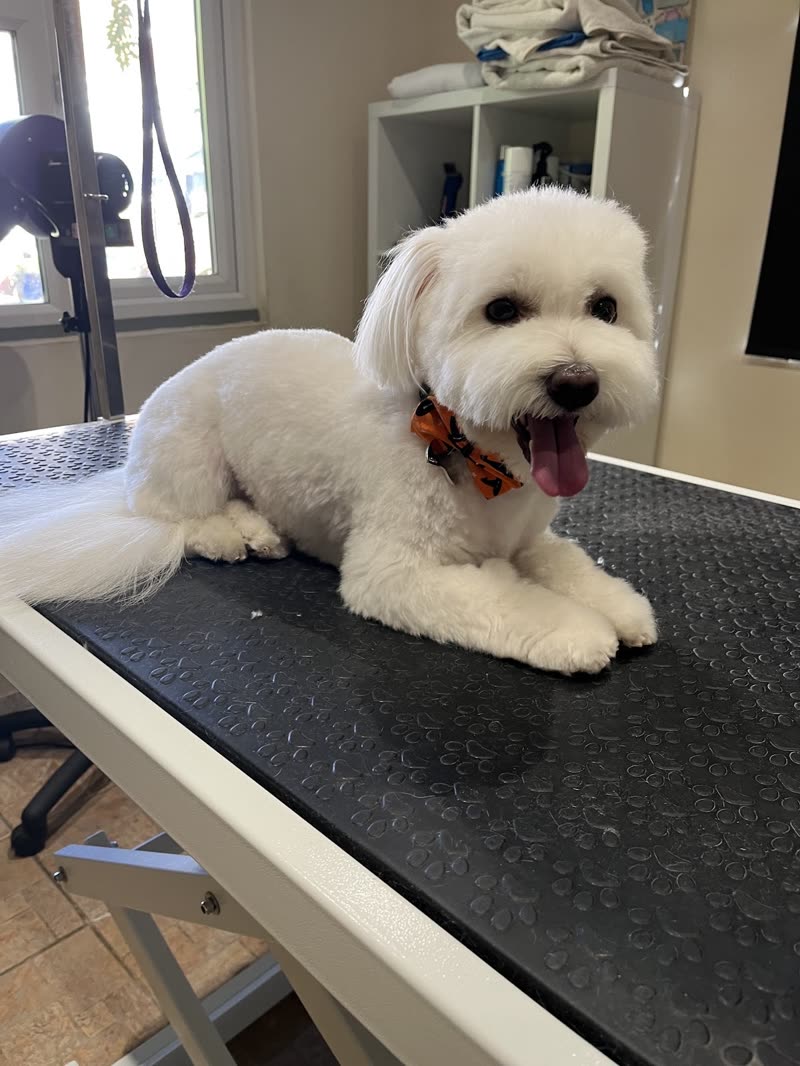 A freshly groomed white fluffy dog in a bandana lying on the black grooming table inside the Paws N Tails salon, dryer and shelving behind