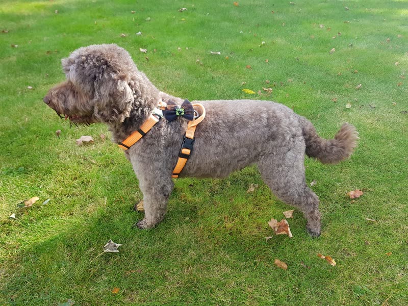 A grey curly-coated dog in an orange harness standing on a lawn after a short summer clip