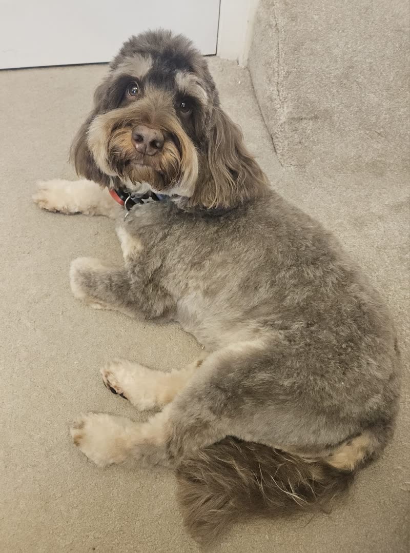 A grey and tan curly-coated dog with a short tidy clip lying on the carpet, looking up