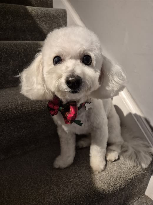 White curly dog with a rounded teddy-bear clip and a red bow tie sitting on the stairs after a full groom