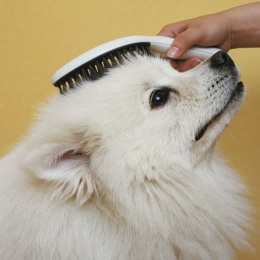 A fluffy white dog being brushed with a slicker brush