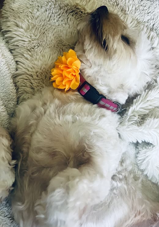 White and tan dog curled on a cream blanket wearing a collar with a large orange flower